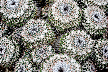 cacti at the International Peace Garden